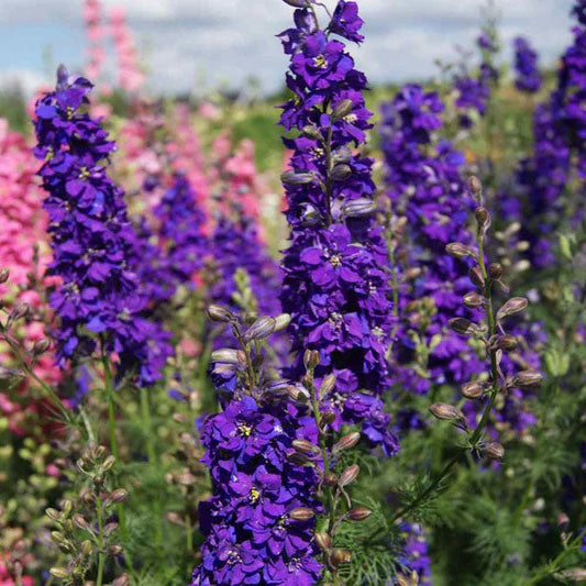 delphinium lilac spire