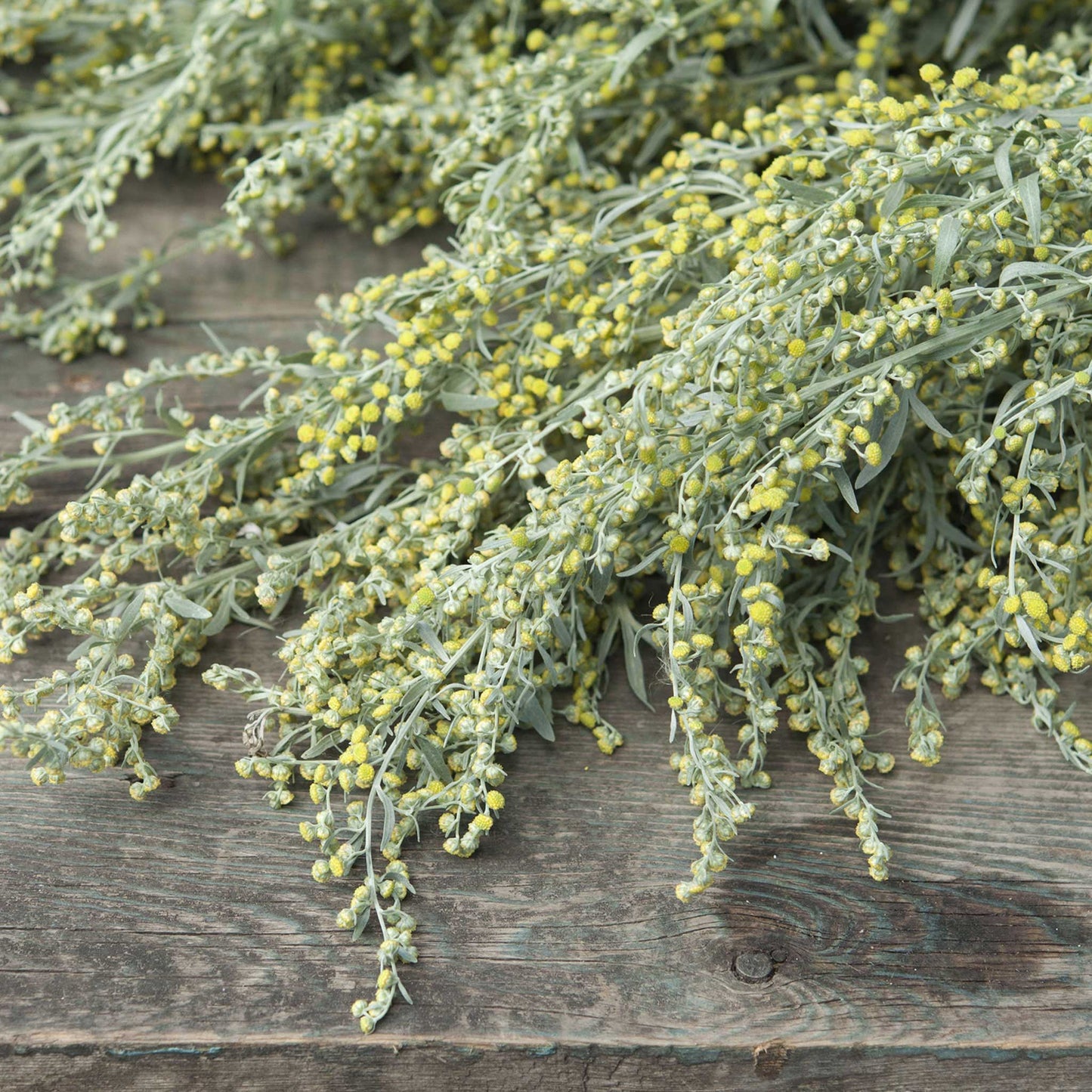 Absinthe Wormwood 