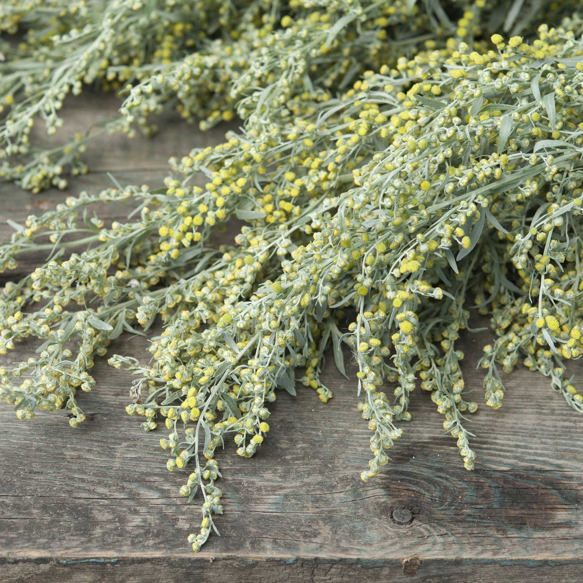 Absinthe Wormwood 