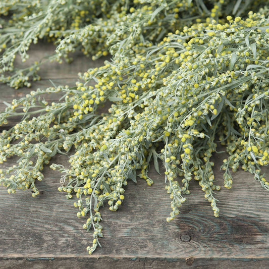 Absinthe Wormwood 