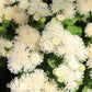 dondo white ageratum