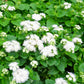 dondo white ageratum