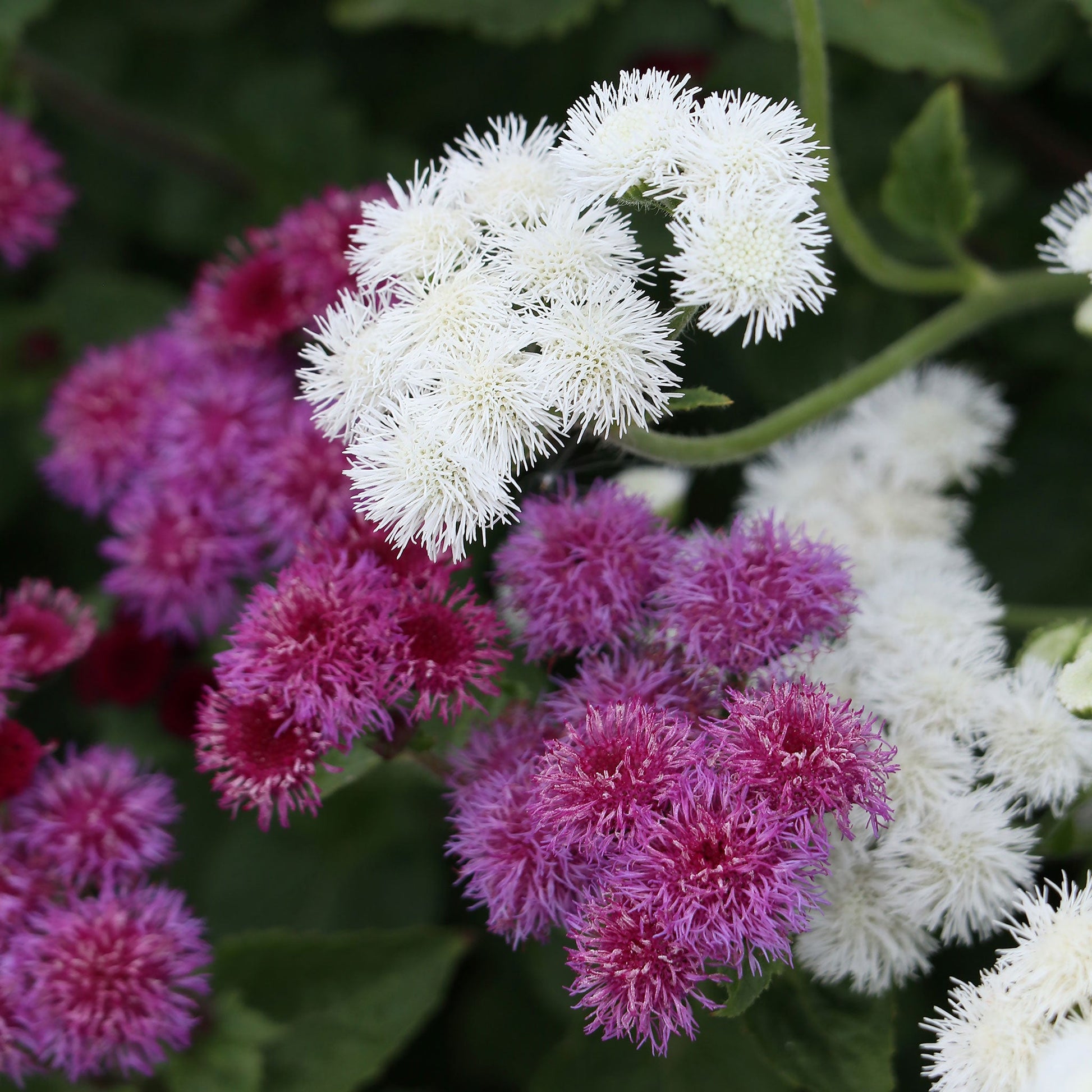 dondo white ageratum