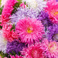 Giants of California Aster