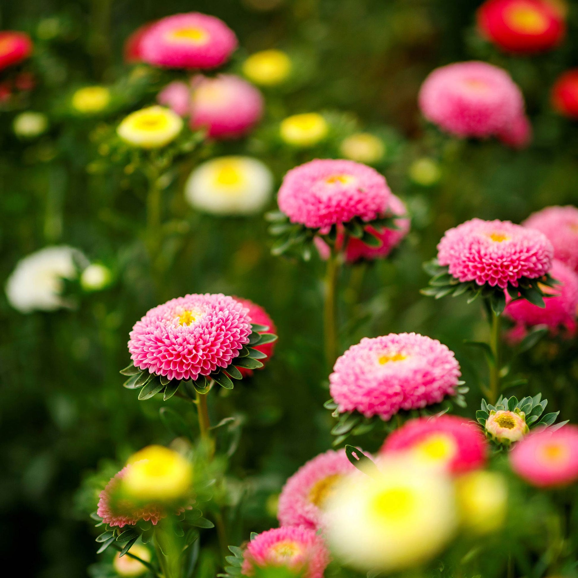 Rubens Mix Aster