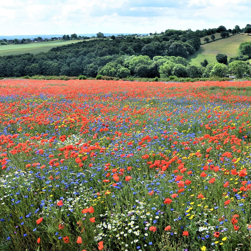 back to basics flower seed mix