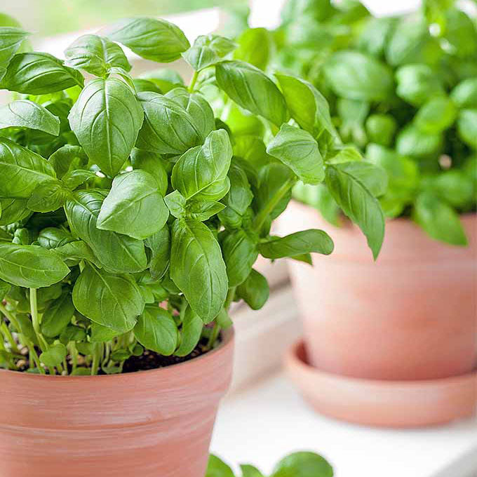 Large Sweet for Pots Basil