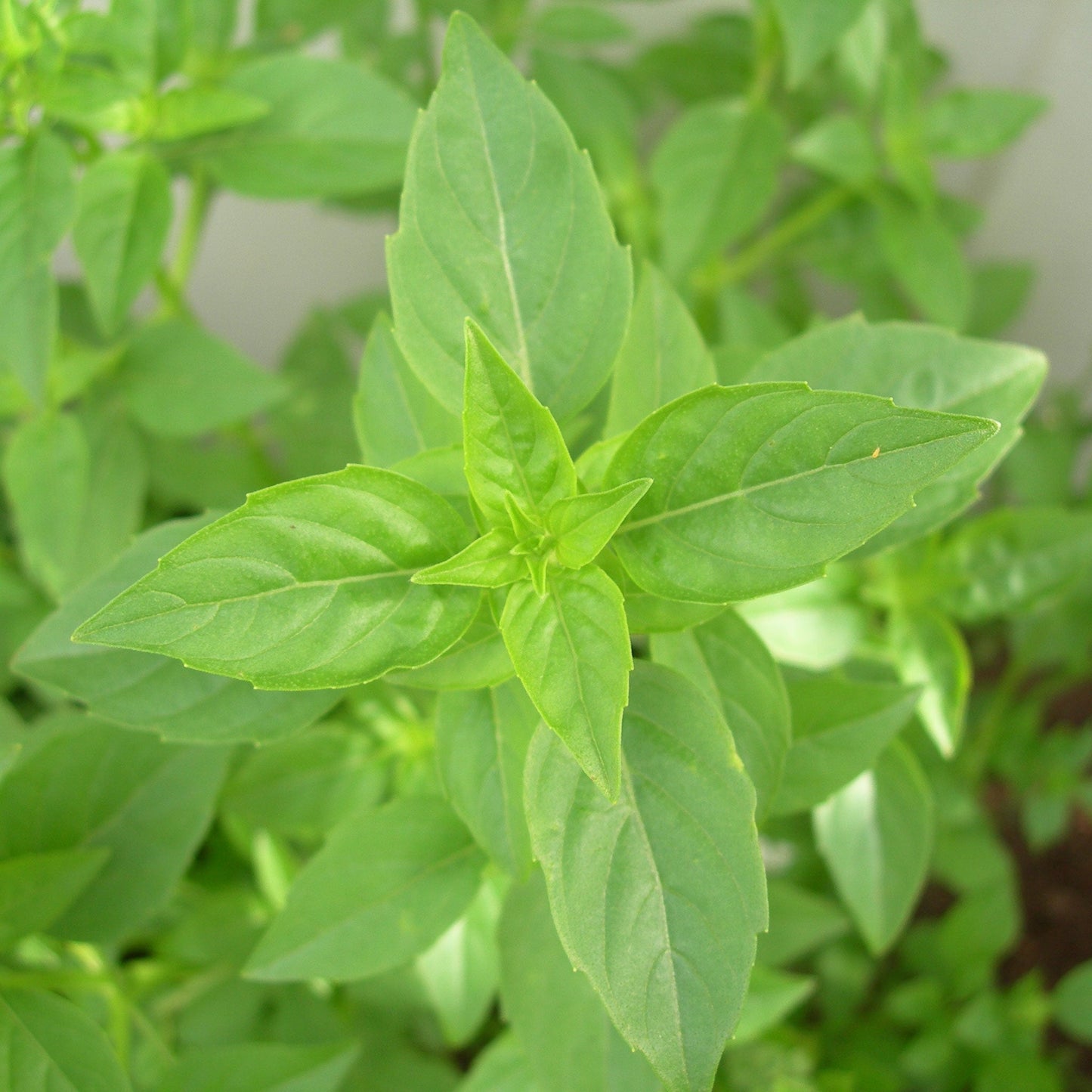 Lime Basil