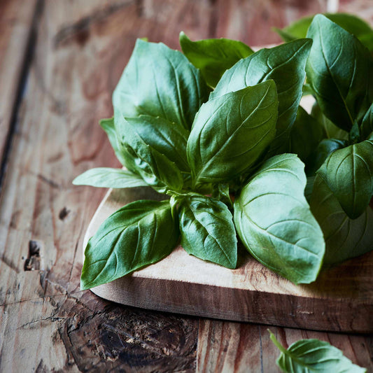 Organic Italian Large Leaf Basil