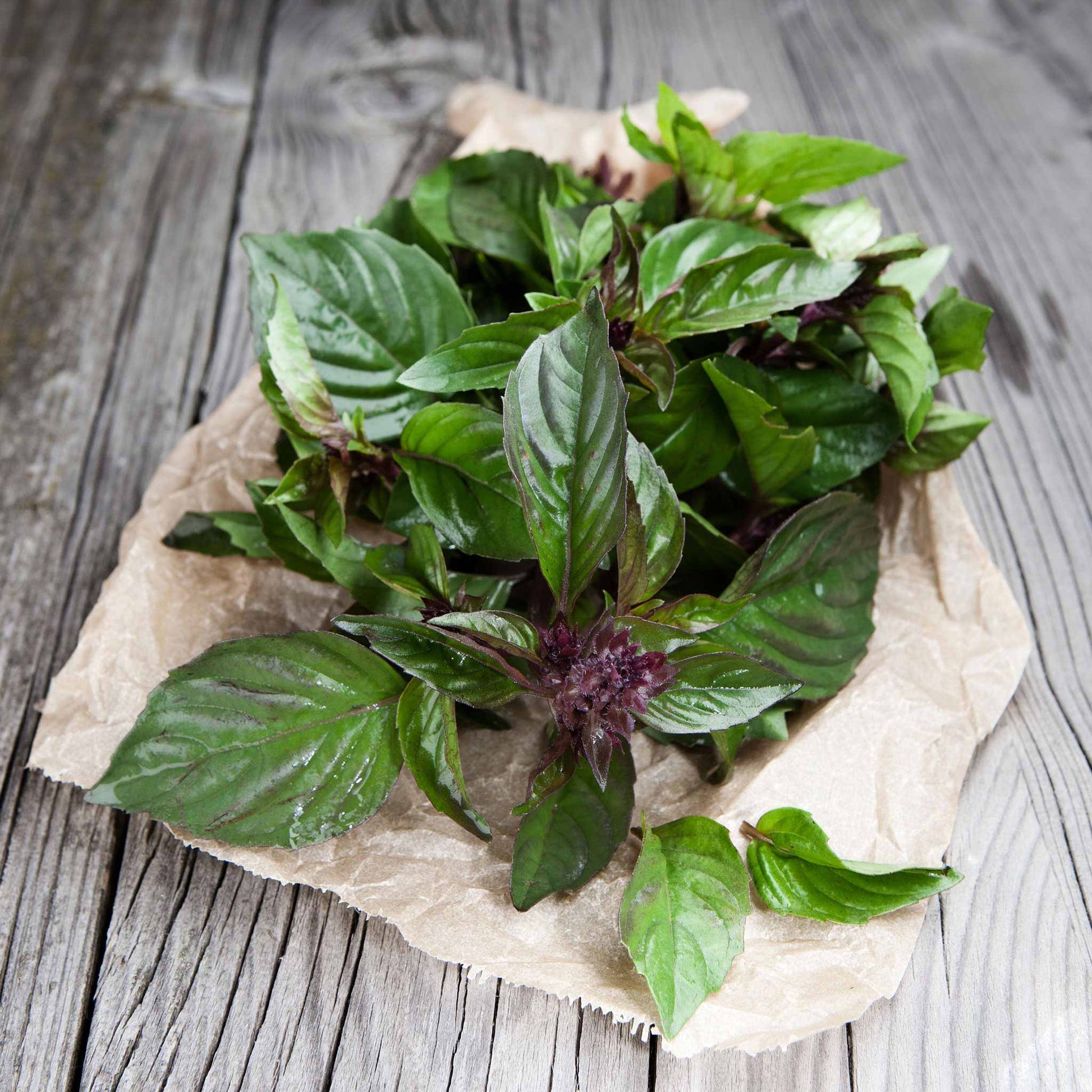 thai basil plant seeds Bulk Basil Seeds - Thai
