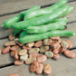 Broad Windsor Bean
