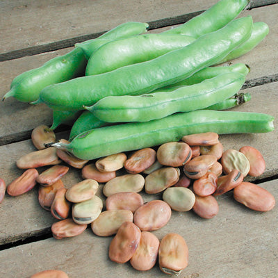 Broad Windsor Bean