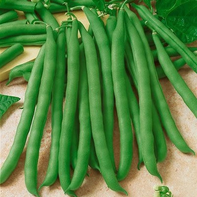 Commodore Improved Bean