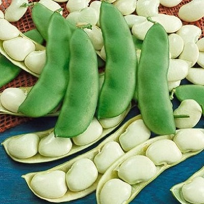 Early Thorogreen Bean