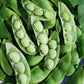 Fordhook 242 Bean