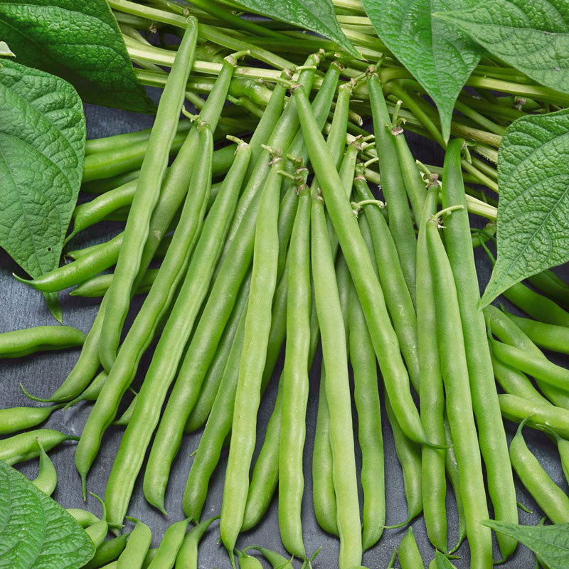 Greencrop Bean