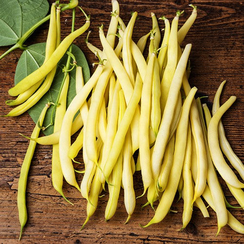 Organic Golden Wax Bean