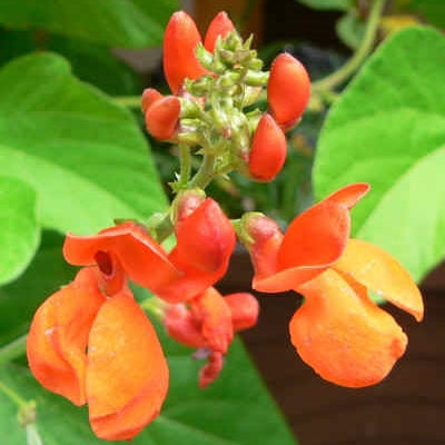 Scarlet Emperor Bean