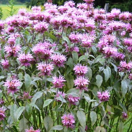 Bee Balm/Wild Bergamot