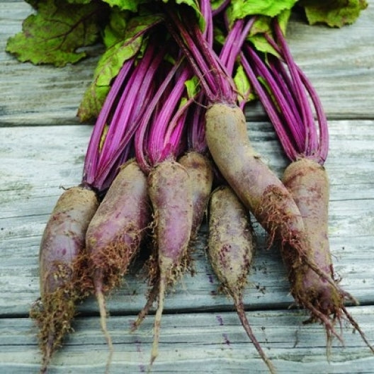 Cylindra Beet