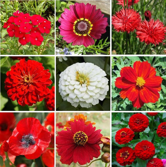 big red flower seed mix