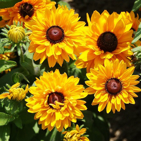 Goldilocks Black Eyed Susan