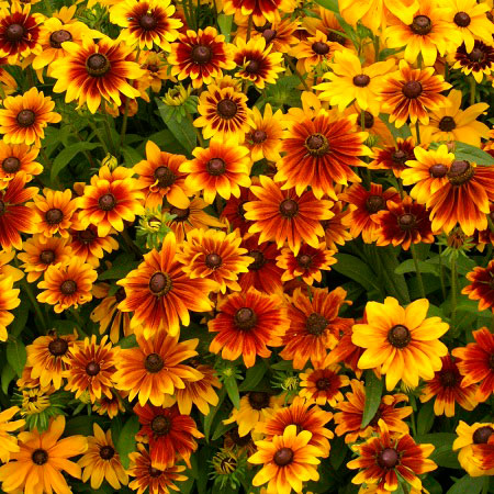 Rustic Mix Black Eyed Susan