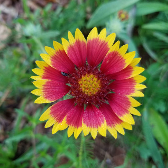 Bulk Blanket Flower Seeds Bulk Seed Store