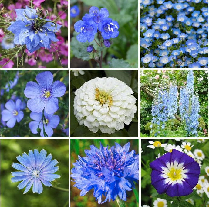 blue ribbon flower seed mix