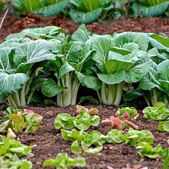 Organic Pak Choy White Stem Cabbage