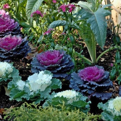 ornamental cabbage mix