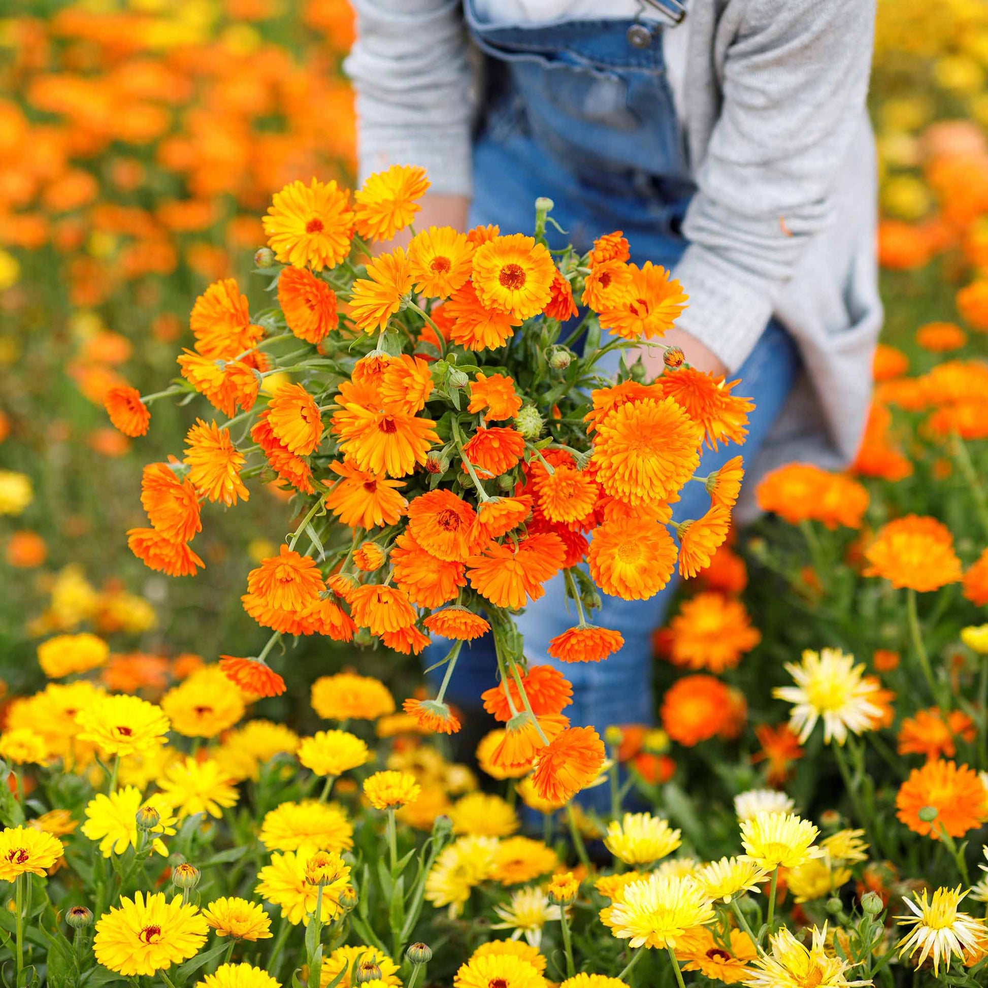 calendula from seed to flower Bulk Calendula Seeds
