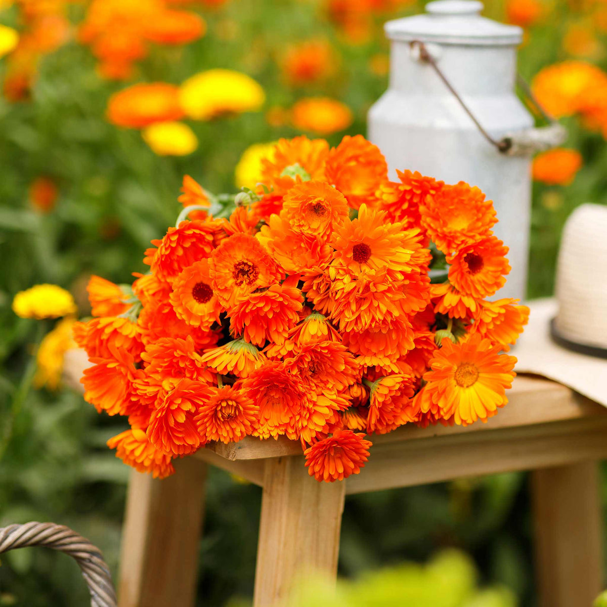 Calendula Pot Marigold Seeds - Calendula Officinalis - 5,500 Bulk Flower Seeds By Seed Jet