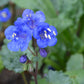 California Bluebell