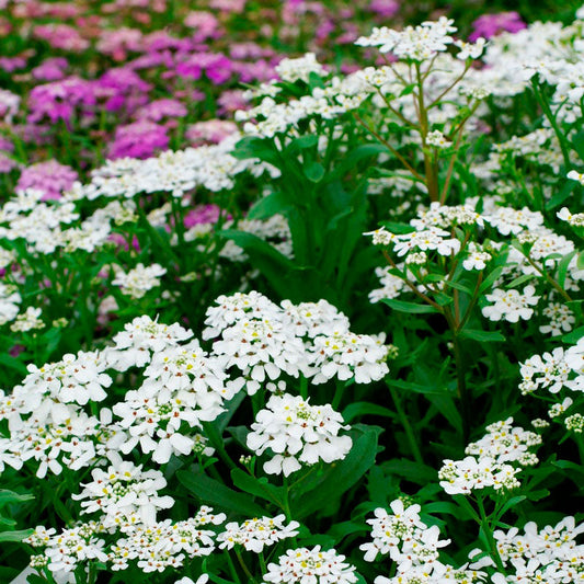 Empress candytuft