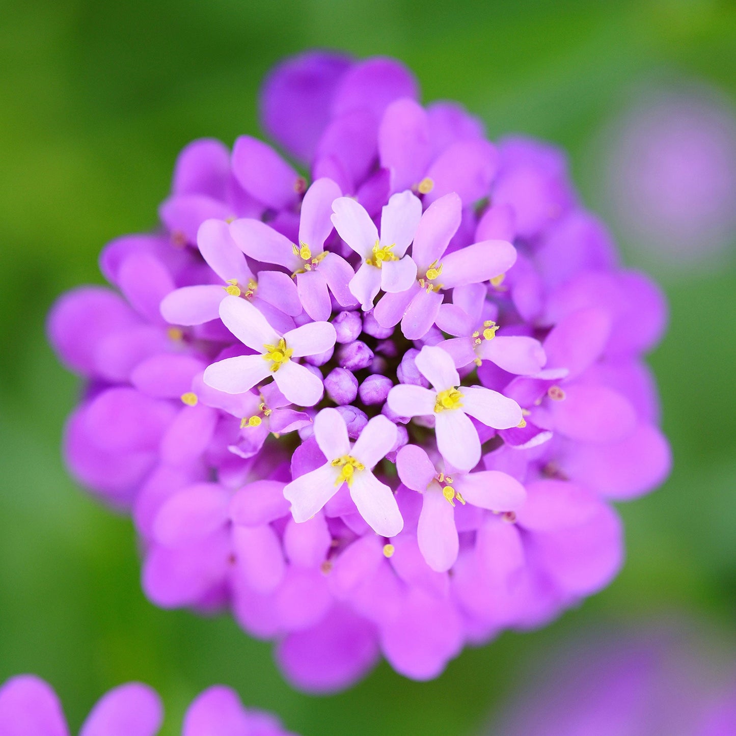 Mixed Colors candytuft