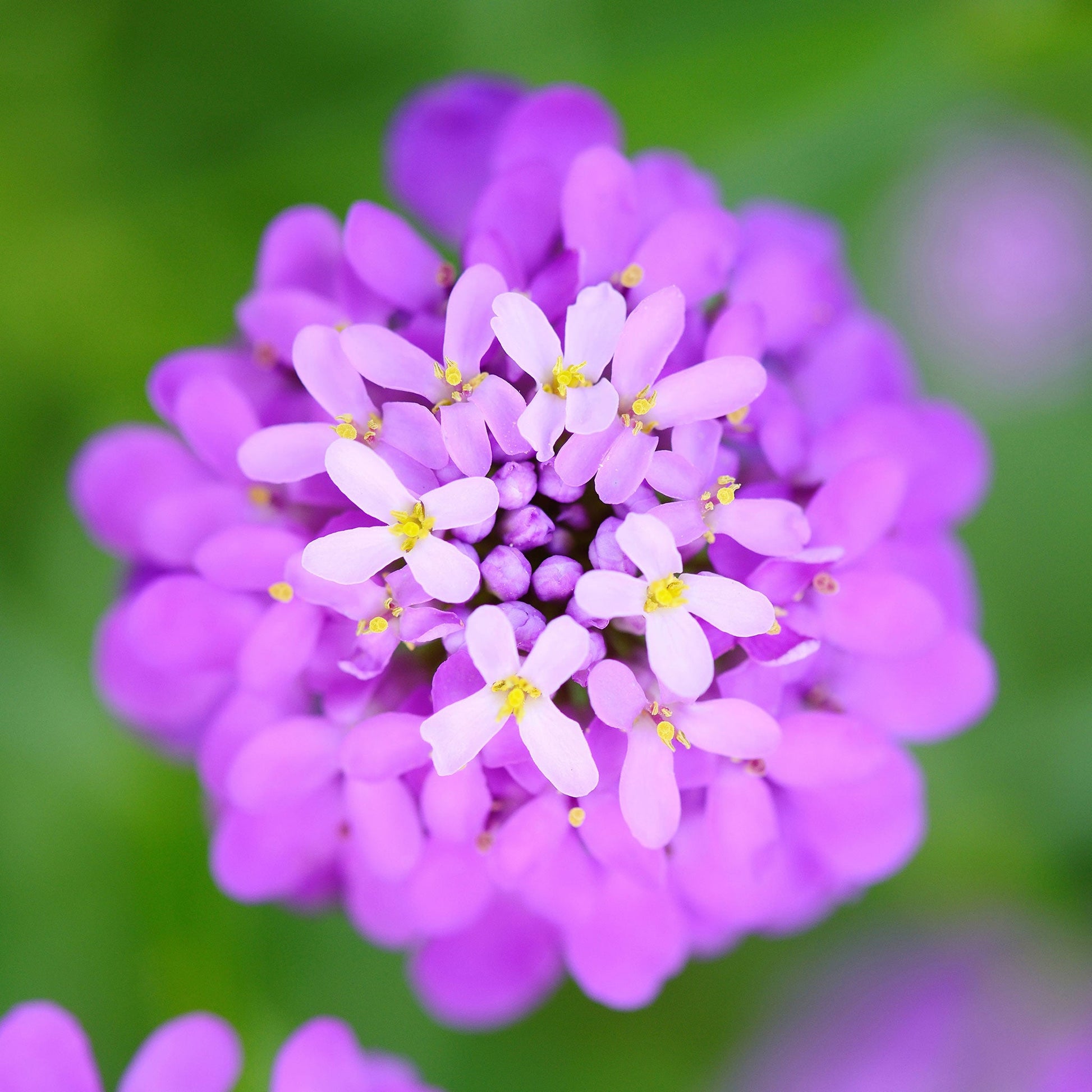 Mixed Colors candytuft