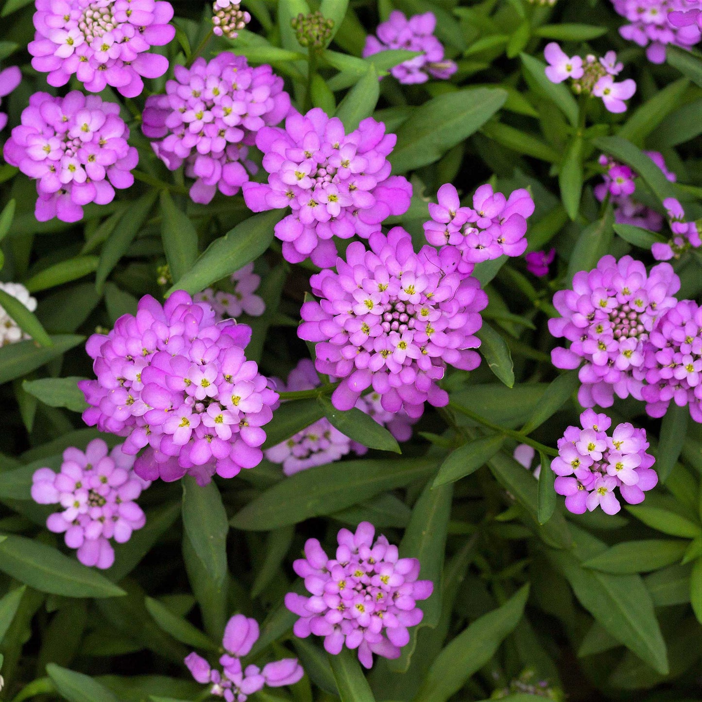 Rose Cardinal candytuft