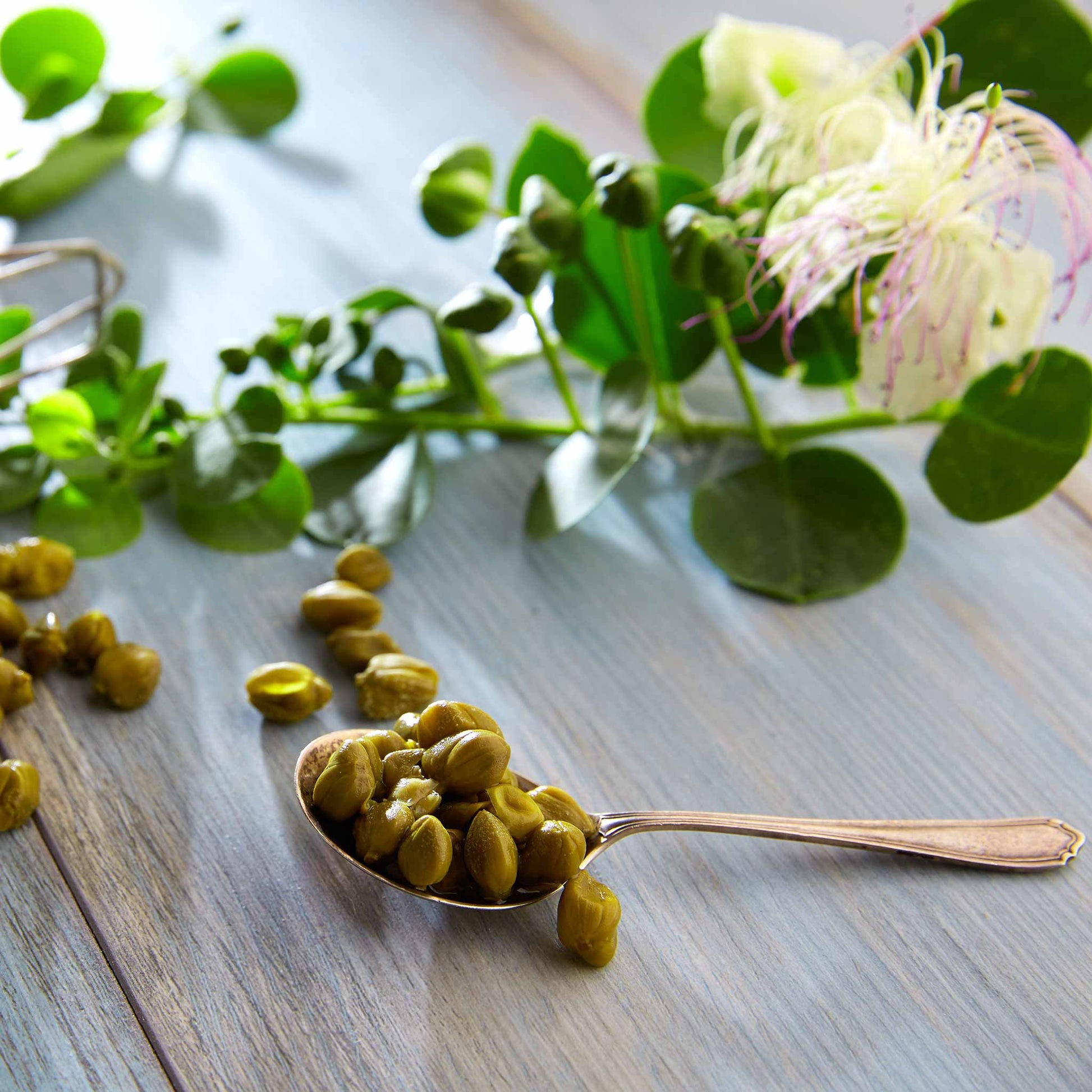 caper plant seeds Bulk Caper Seeds