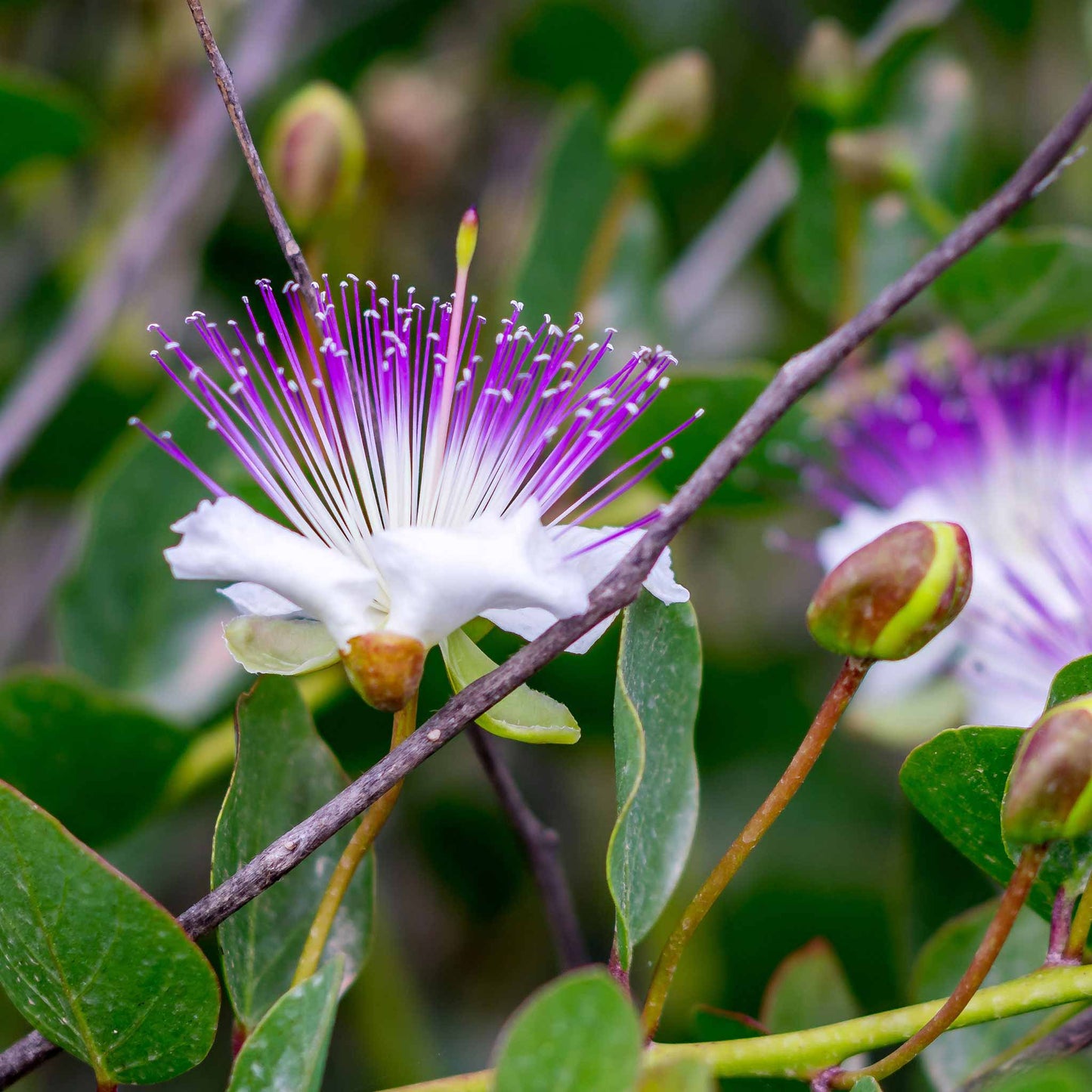 caper plant seeds Bulk Caper Seeds