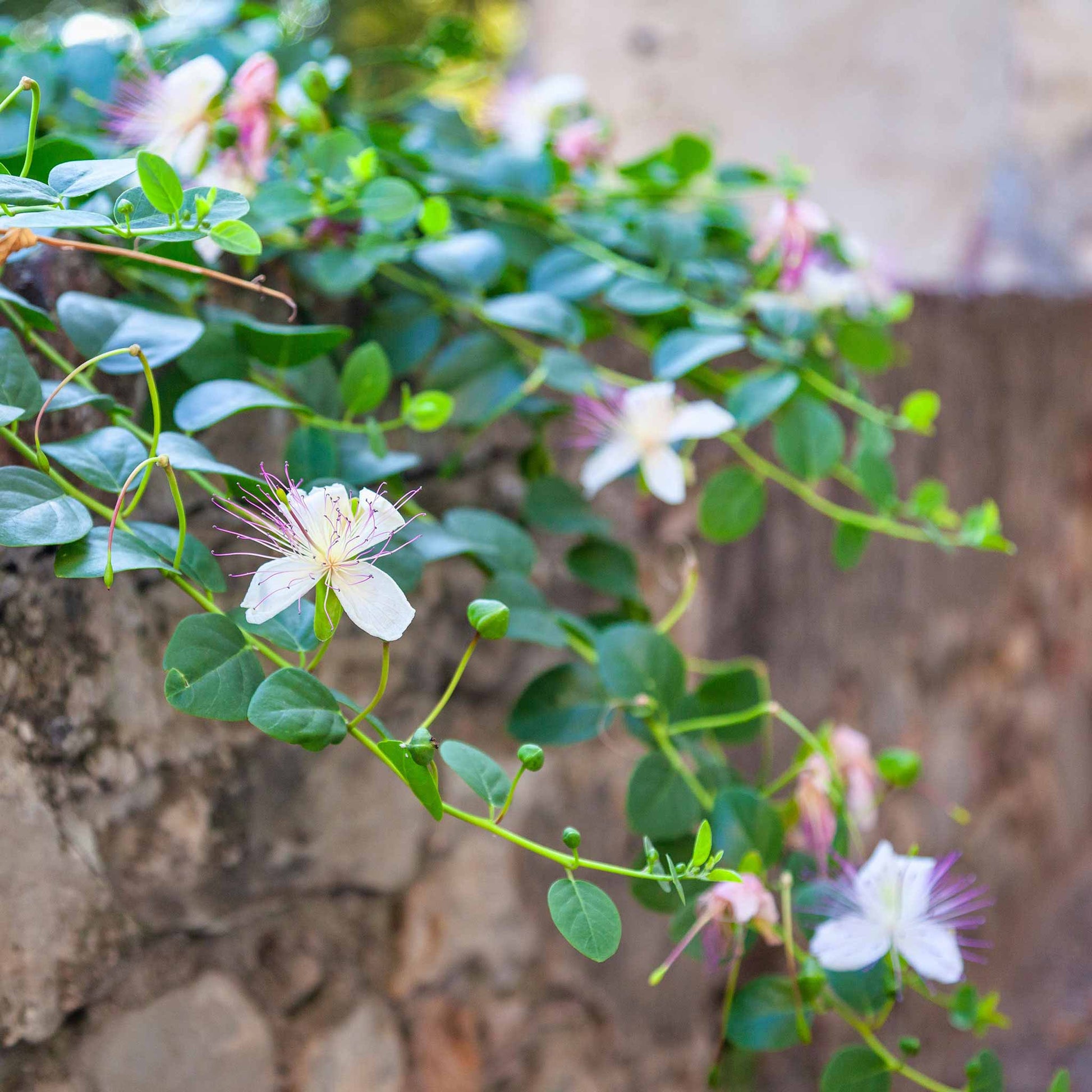 caper plant seeds Bulk Caper Seeds