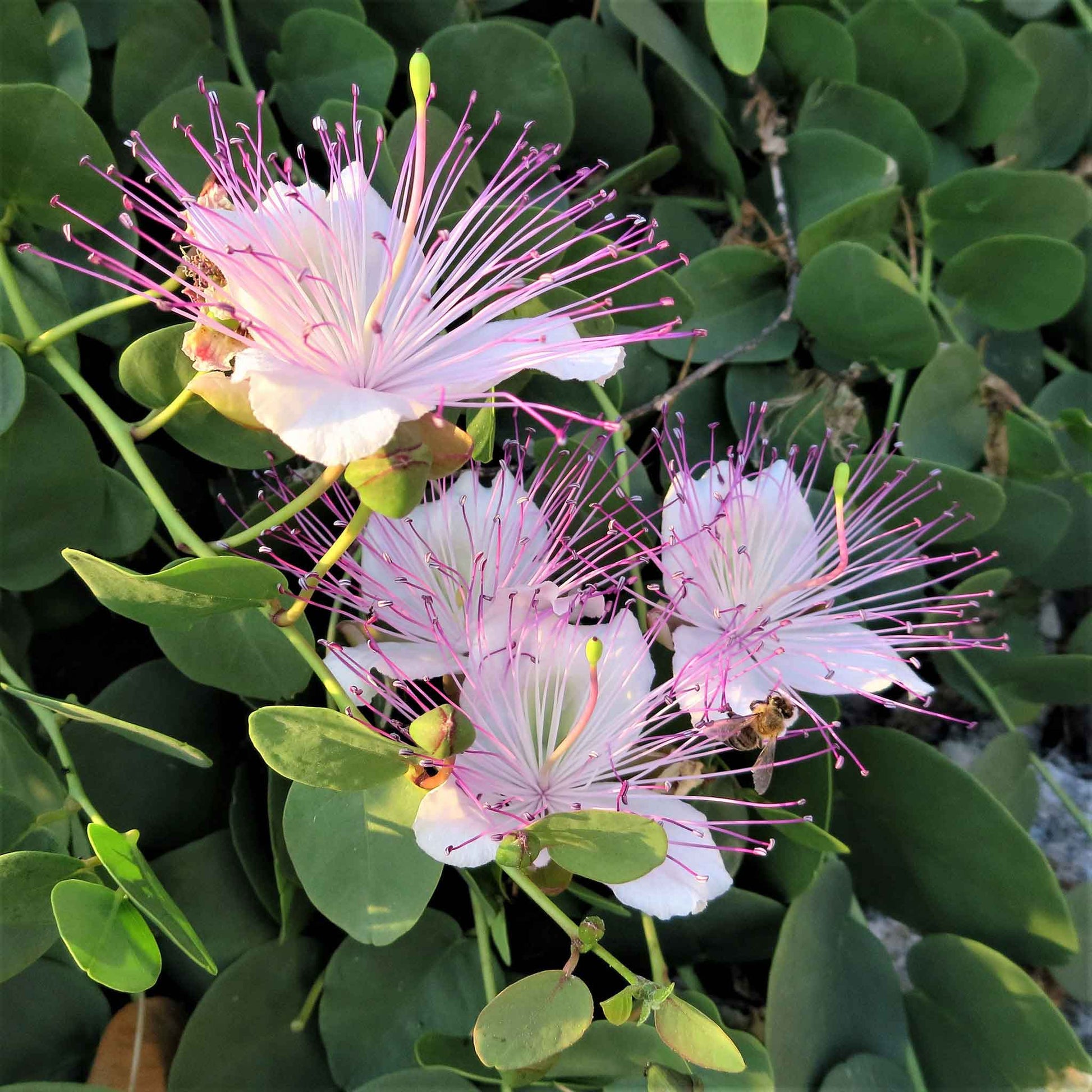caper plant seeds Bulk Caper Seeds