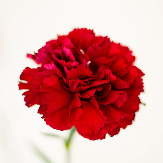 Etincellant Carnation