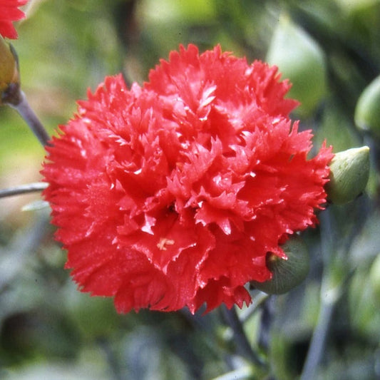 Orange Sherbet Carnation