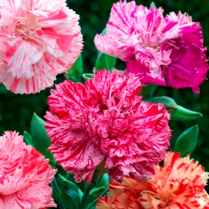 Picotee Mix Carnation