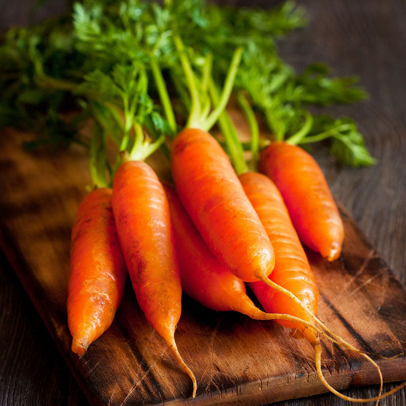 Bulk Carrot Seeds Little Finger Bulk Seed Store