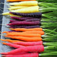 Organic Rainbow Blend Carrot
