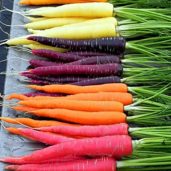 Rainbow Blend Carrot
