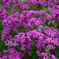 Catchfly