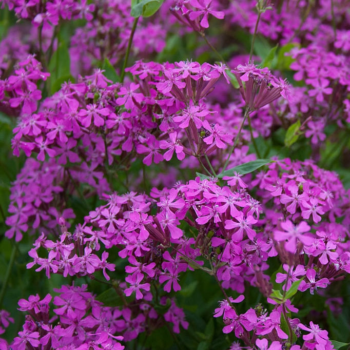 Catchfly